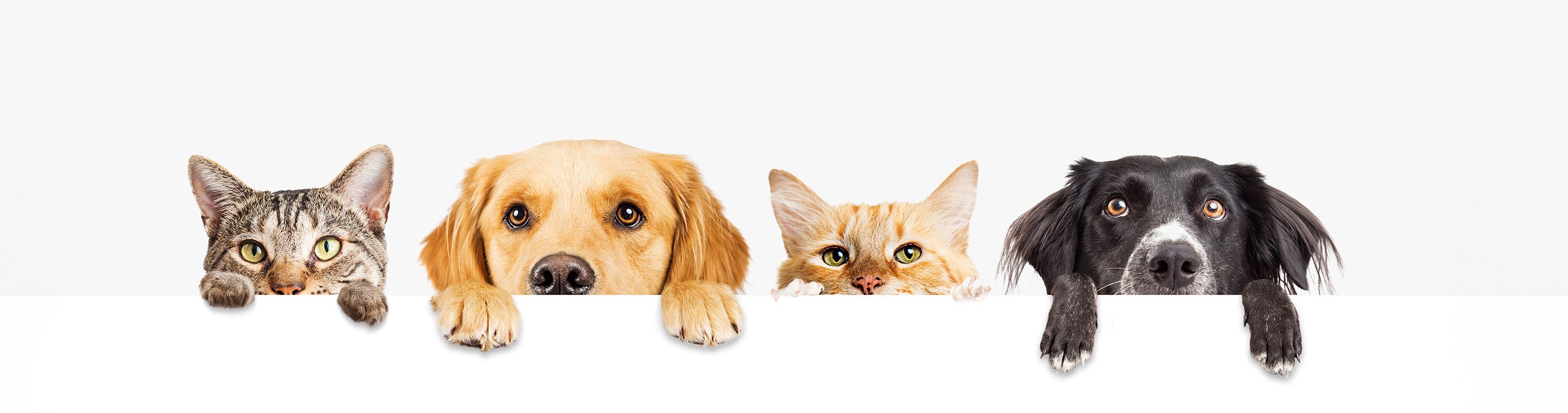 Home Page Banner Image